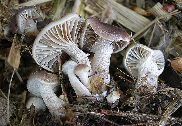 Una peziza nel sacco e altre specie primaverili